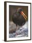 Variable Oystercatcher-null-Framed Photographic Print