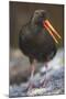 Variable Oystercatcher-null-Mounted Photographic Print