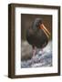 Variable Oystercatcher-null-Framed Photographic Print