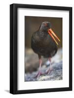 Variable Oystercatcher-null-Framed Photographic Print