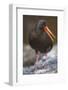 Variable Oystercatcher-null-Framed Photographic Print