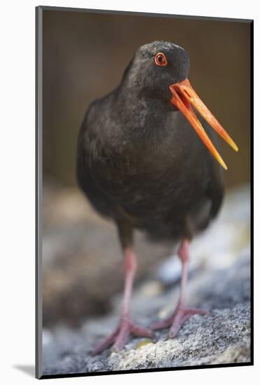 Variable Oystercatcher-null-Mounted Photographic Print