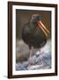 Variable Oystercatcher-null-Framed Photographic Print