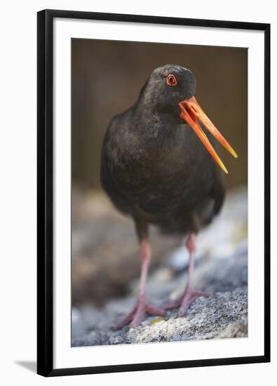 Variable Oystercatcher-null-Framed Photographic Print