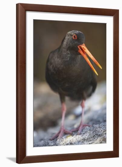 Variable Oystercatcher-null-Framed Photographic Print