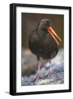 Variable Oystercatcher-null-Framed Photographic Print