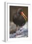 Variable Oystercatcher-null-Framed Photographic Print