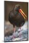Variable Oystercatcher-Paul Souders-Mounted Photographic Print