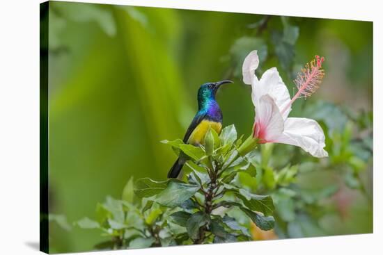 Variable Sunbird (Nectarinia Venusta) Adult Male on Hibiscus Flower, Nairobi, Kenya-Melvin Grey-Stretched Canvas