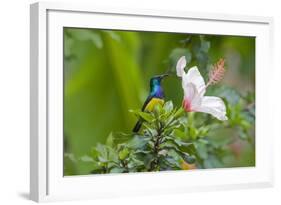 Variable Sunbird (Nectarinia Venusta) Adult Male on Hibiscus Flower, Nairobi, Kenya-Melvin Grey-Framed Photographic Print