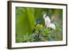 Variable Sunbird (Nectarinia Venusta) Adult Male on Hibiscus Flower, Nairobi, Kenya-Melvin Grey-Framed Photographic Print