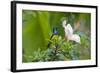 Variable Sunbird (Nectarinia Venusta) Adult Male on Hibiscus Flower, Nairobi, Kenya-Melvin Grey-Framed Photographic Print