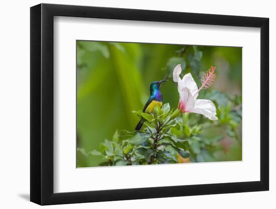 Variable Sunbird (Nectarinia Venusta) Adult Male on Hibiscus Flower, Nairobi, Kenya-Melvin Grey-Framed Photographic Print