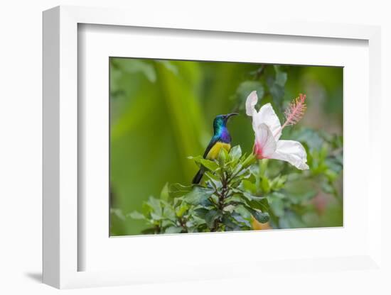 Variable Sunbird (Nectarinia Venusta) Adult Male on Hibiscus Flower, Nairobi, Kenya-Melvin Grey-Framed Photographic Print