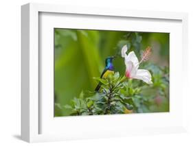 Variable Sunbird (Nectarinia Venusta) Adult Male on Hibiscus Flower, Nairobi, Kenya-Melvin Grey-Framed Photographic Print