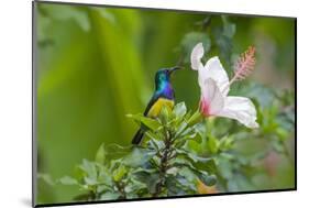 Variable Sunbird (Nectarinia Venusta) Adult Male on Hibiscus Flower, Nairobi, Kenya-Melvin Grey-Mounted Photographic Print