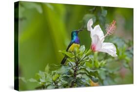 Variable Sunbird (Nectarinia Venusta) Adult Male on Hibiscus Flower, Nairobi, Kenya-Melvin Grey-Stretched Canvas