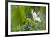 Variable Sunbird (Nectarinia Venusta) Adult Male on Hibiscus Flower, Nairobi, Kenya-Melvin Grey-Framed Photographic Print