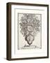 Variatio Florum - Ver Flores-Jacobus Kempener-Framed Giclee Print