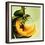Variations on a Circle 25-Philippe Sainte-Laudy-Framed Photographic Print