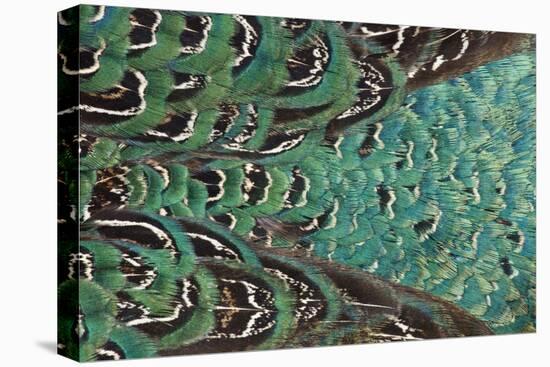 Variations on Feather Colors of the Ring-Necked Pheasant-Darrell Gulin-Stretched Canvas