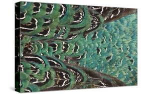 Variations on Feather Colors of the Ring-Necked Pheasant-Darrell Gulin-Stretched Canvas