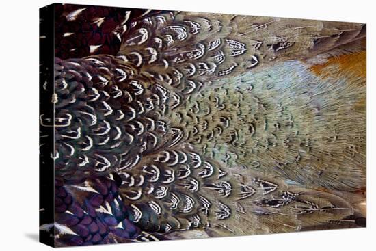 Variations on Feather Colors of the Ring-Necked Pheasant-Darrell Gulin-Stretched Canvas