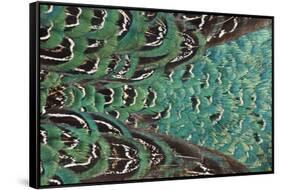 Variations on Feather Colors of the Ring-Necked Pheasant-Darrell Gulin-Framed Stretched Canvas