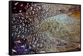 Variations on Feather Colors of the Ring-Necked Pheasant-Darrell Gulin-Framed Stretched Canvas