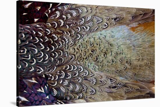 Variations on Feather Colors of the Ring-Necked Pheasant-Darrell Gulin-Stretched Canvas