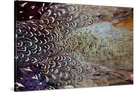 Variations on Feather Colors of the Ring-Necked Pheasant-Darrell Gulin-Stretched Canvas