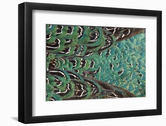 Variations on Feather Colors of the Ring-Necked Pheasant-Darrell Gulin-Framed Photographic Print