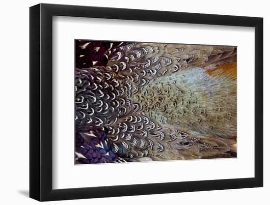 Variations on Feather Colors of the Ring-Necked Pheasant-Darrell Gulin-Framed Photographic Print