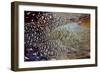 Variations on Feather Colors of the Ring-Necked Pheasant-Darrell Gulin-Framed Photographic Print