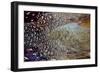 Variations on Feather Colors of the Ring-Necked Pheasant-Darrell Gulin-Framed Photographic Print