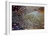 Variations on Feather Colors of the Ring-Necked Pheasant-Darrell Gulin-Framed Photographic Print