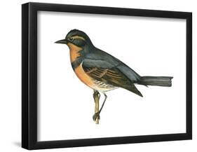 Varied Thrush (Ixoreus Naevius), Birds-Encyclopaedia Britannica-Framed Poster