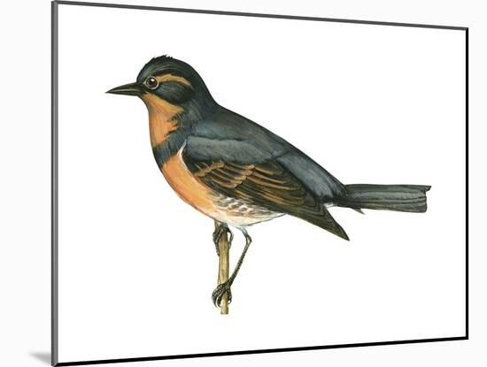 Varied Thrush (Ixoreus Naevius), Birds-Encyclopaedia Britannica-Mounted Poster