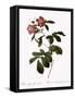 Variegated Alpine Rose-Pierre Joseph Redoute-Framed Stretched Canvas