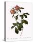 Variegated Alpine Rose-Pierre Joseph Redoute-Stretched Canvas