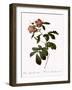 Variegated Alpine Rose-Pierre Joseph Redoute-Framed Giclee Print