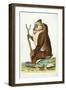 Variegated Baboon or Mandrill Mandrillus Sphinx-Frederick Polydor Nodder-Framed Giclee Print