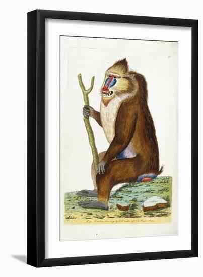Variegated Baboon or Mandrill Mandrillus Sphinx-Frederick Polydor Nodder-Framed Giclee Print