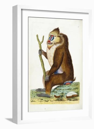 Variegated Baboon or Mandrill Mandrillus Sphinx-Frederick Polydor Nodder-Framed Giclee Print