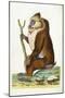 Variegated Baboon or Mandrill Mandrillus Sphinx-Frederick Polydor Nodder-Mounted Giclee Print