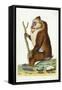 Variegated Baboon or Mandrill Mandrillus Sphinx-Frederick Polydor Nodder-Framed Stretched Canvas