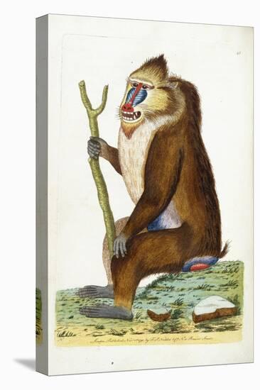 Variegated Baboon or Mandrill Mandrillus Sphinx-Frederick Polydor Nodder-Stretched Canvas