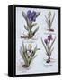 Variegated Dwarf Bearded Iris, Mauve Dwarf Bearded Iris, Cream Coloured Dward Bearded Iris, Blue Sw-German School-Framed Stretched Canvas