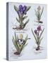 Variegated Dwarf Bearded Iris, Mauve Dwarf Bearded Iris, Cream Coloured Dward Bearded Iris, Blue Sw-German School-Stretched Canvas