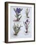 Variegated Dwarf Bearded Iris, Mauve Dwarf Bearded Iris, Cream Coloured Dward Bearded Iris, Blue Sw-German School-Framed Giclee Print